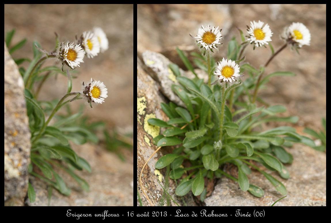 Erigeron uniflorus